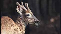 South Carolina Deer Tag changes 