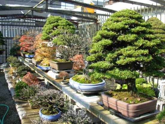 Upstate Bonsai Study Group (Greenville, SC)  